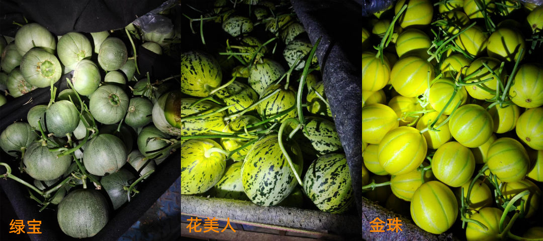 甜瓜新品种5762的种子价格,全国甜瓜价格最新行情