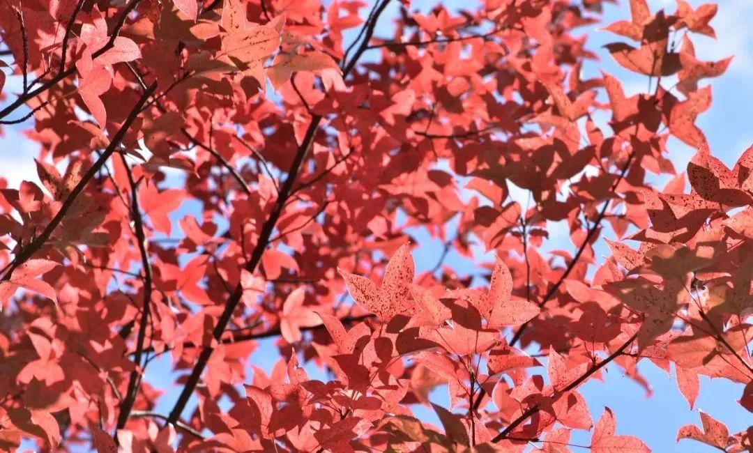 秋天的云南哪里漂亮又美丽,有一种美叫云南的秋天美景