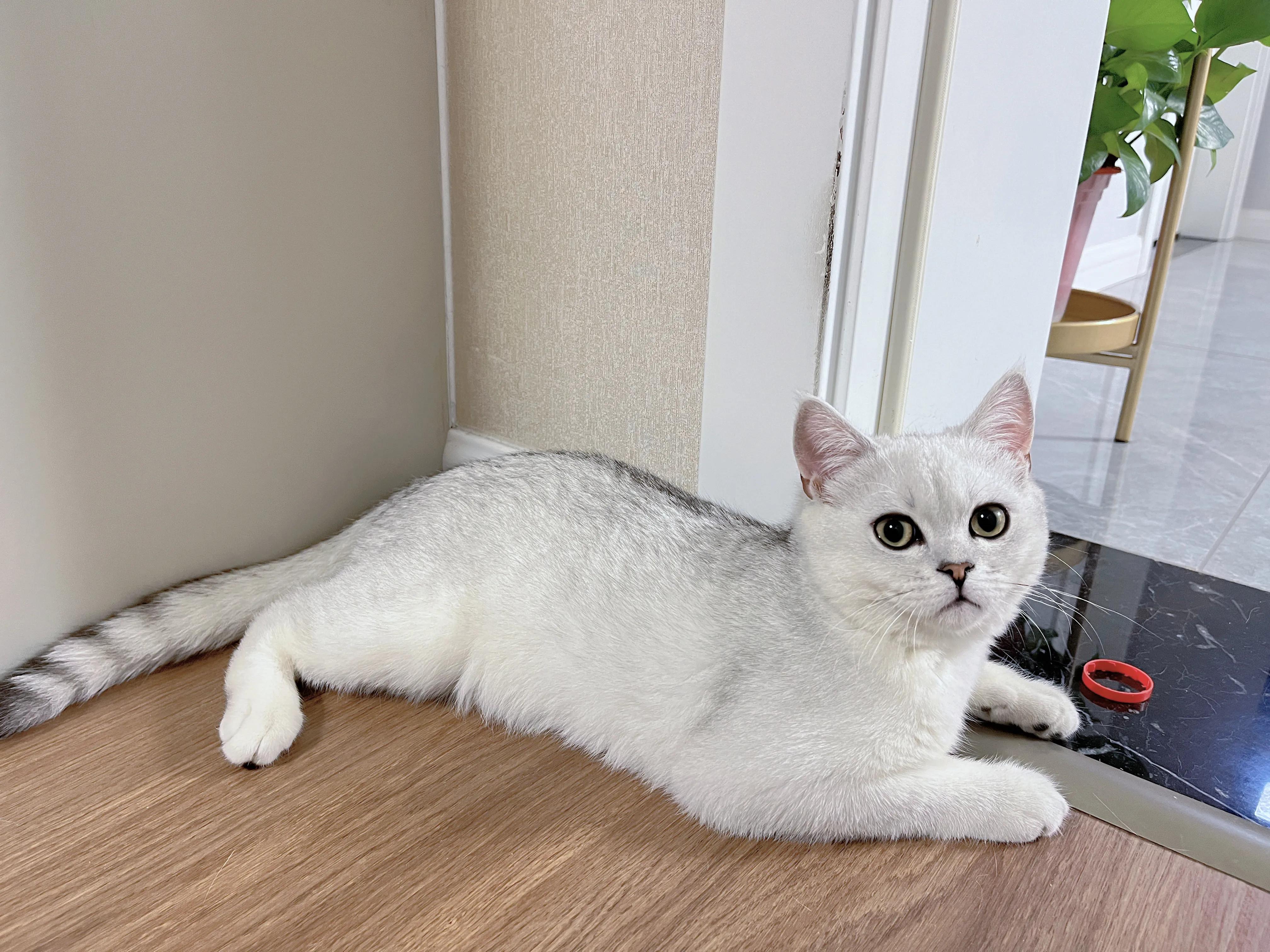 小猫咪不是挺黏人的么,小猫咪那么可爱怎么会没人要呢