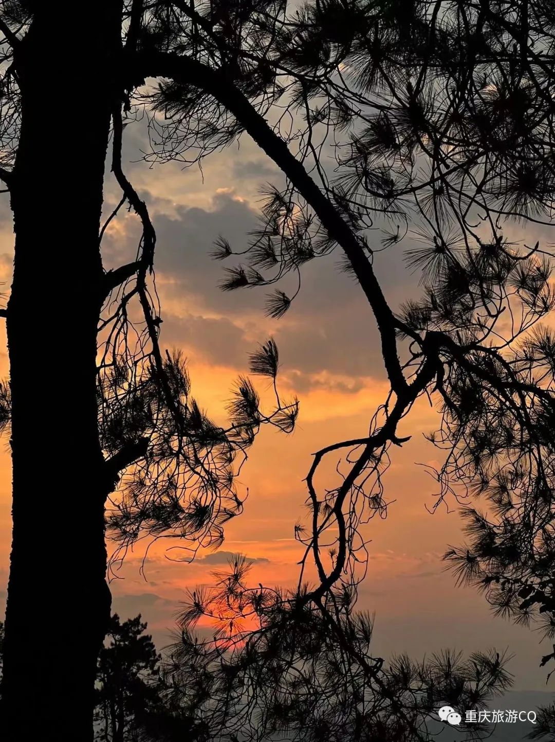冬日游缙云山,缙云山冬日一日游详细攻略