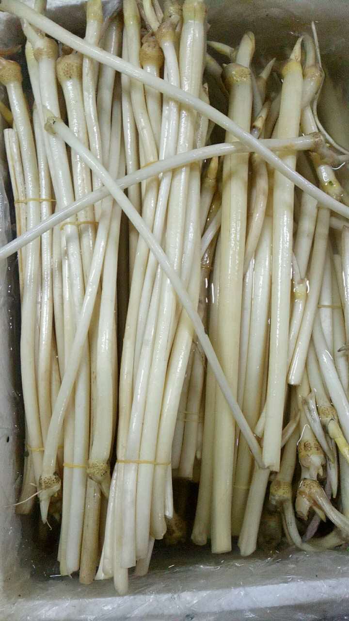 100种野菜大全图解,认识100种野菜视频大全完整版