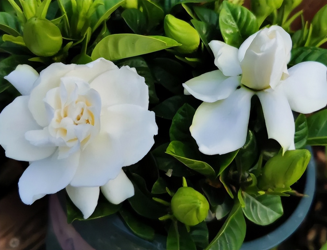 不想养的花太乱太杂哪些值得养,家中千万别养这8种毒花