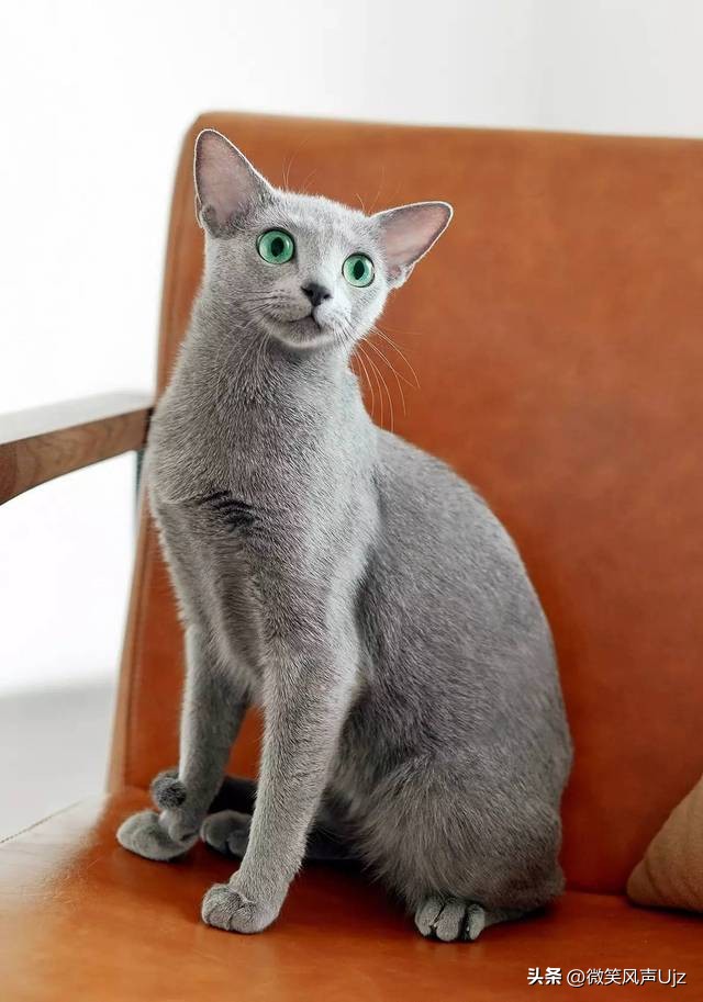 伯曼猫有斑纹吗,伯曼猫眼睛什么颜色