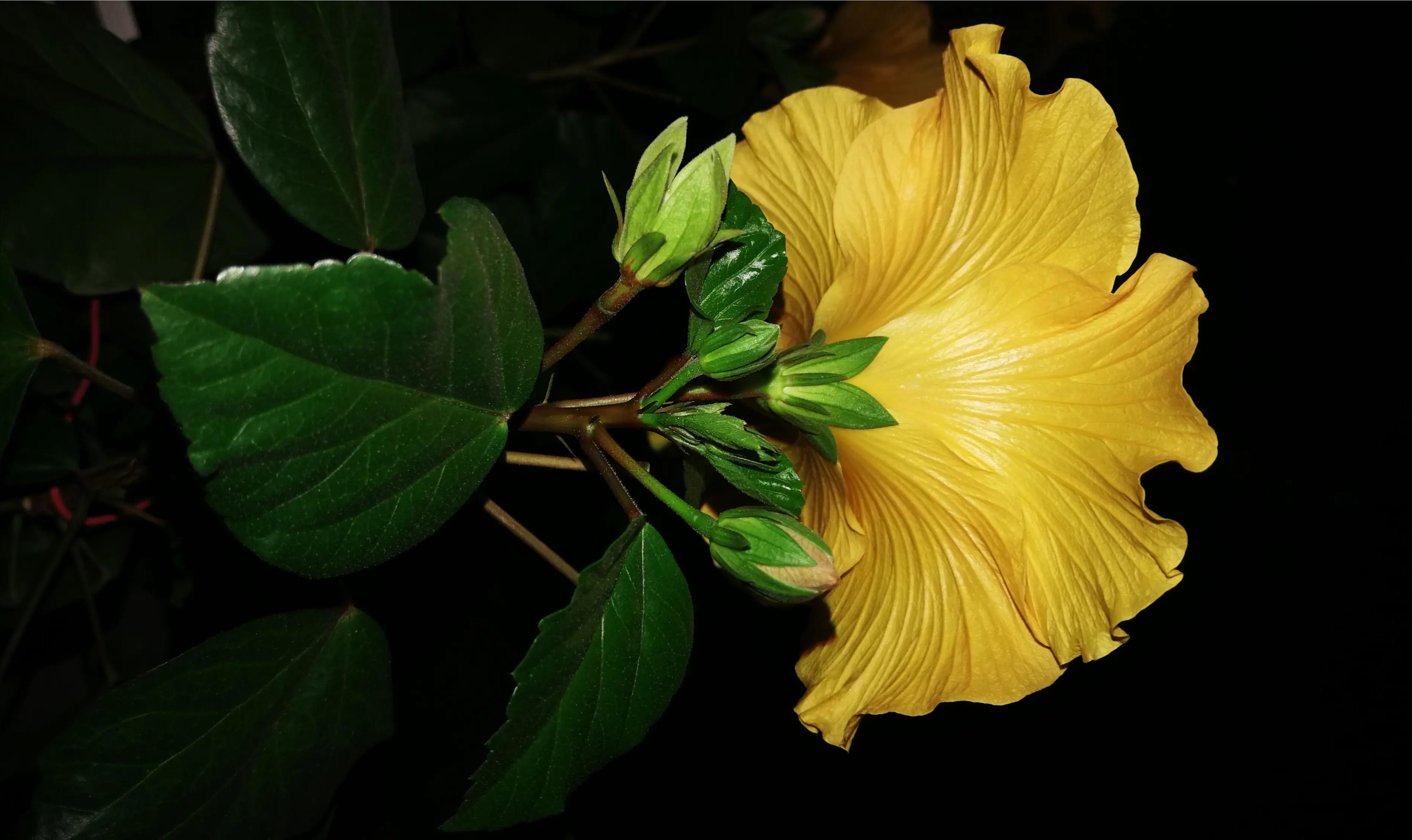 朝见花开暮见落，人生反覆亦相若——木槿，生如夏花，朝开暮落