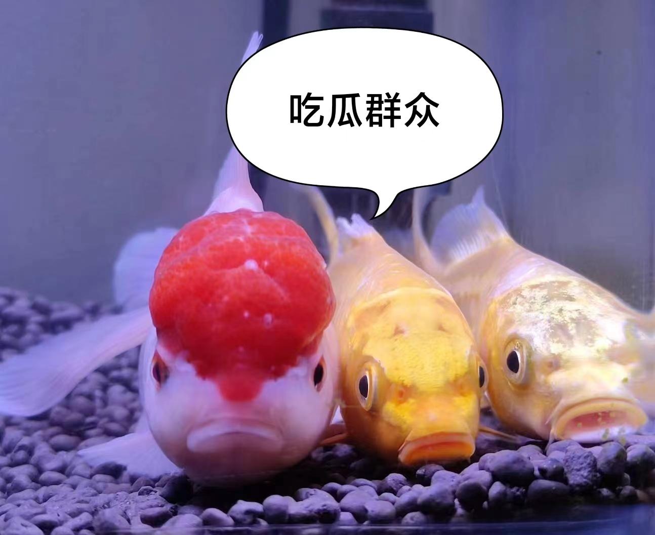 日语高考可以选什么专业,高考选化生政可选的专业