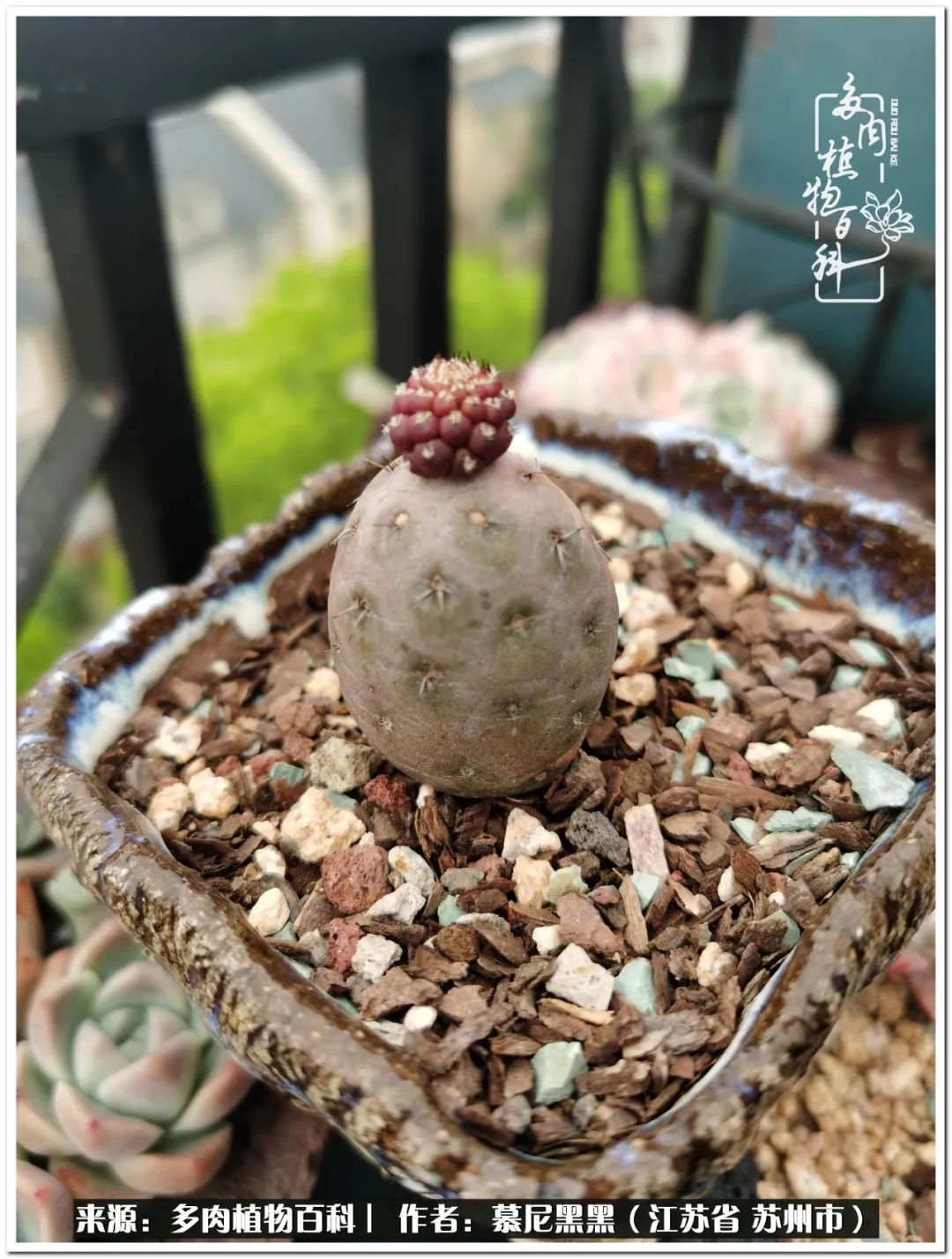 生活需要三分甜,生活需要一半禅意一半烟火