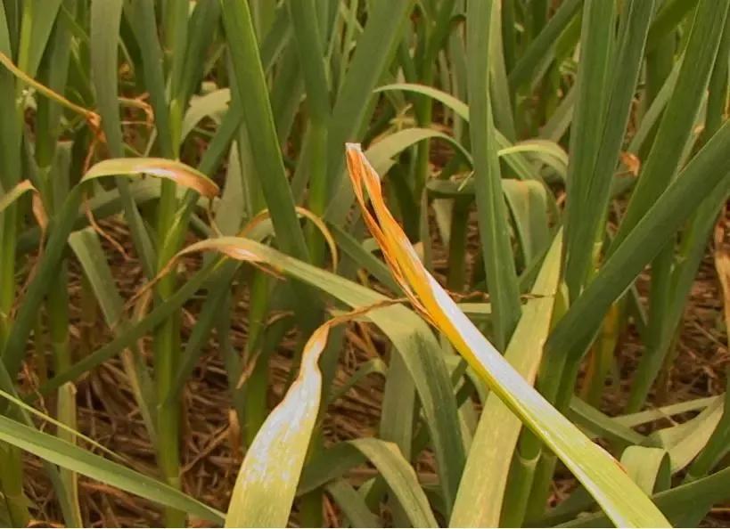 蒜苗的尖发黄能用小苏打和白醋,冬天蒜苗叶片发黄怎么回事