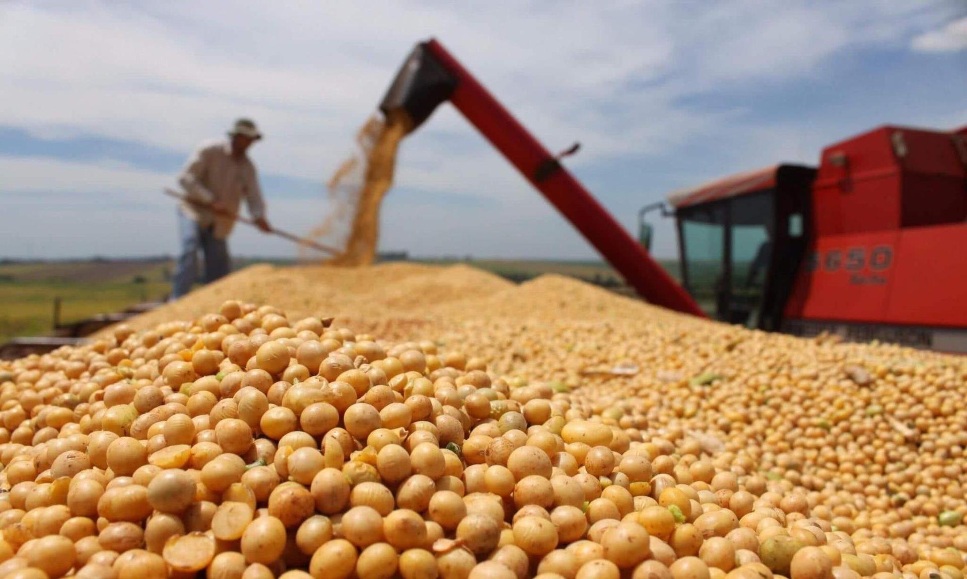 我国的野大豆究竟多重要？美国用1粒我国野豆，改变全球大豆格局