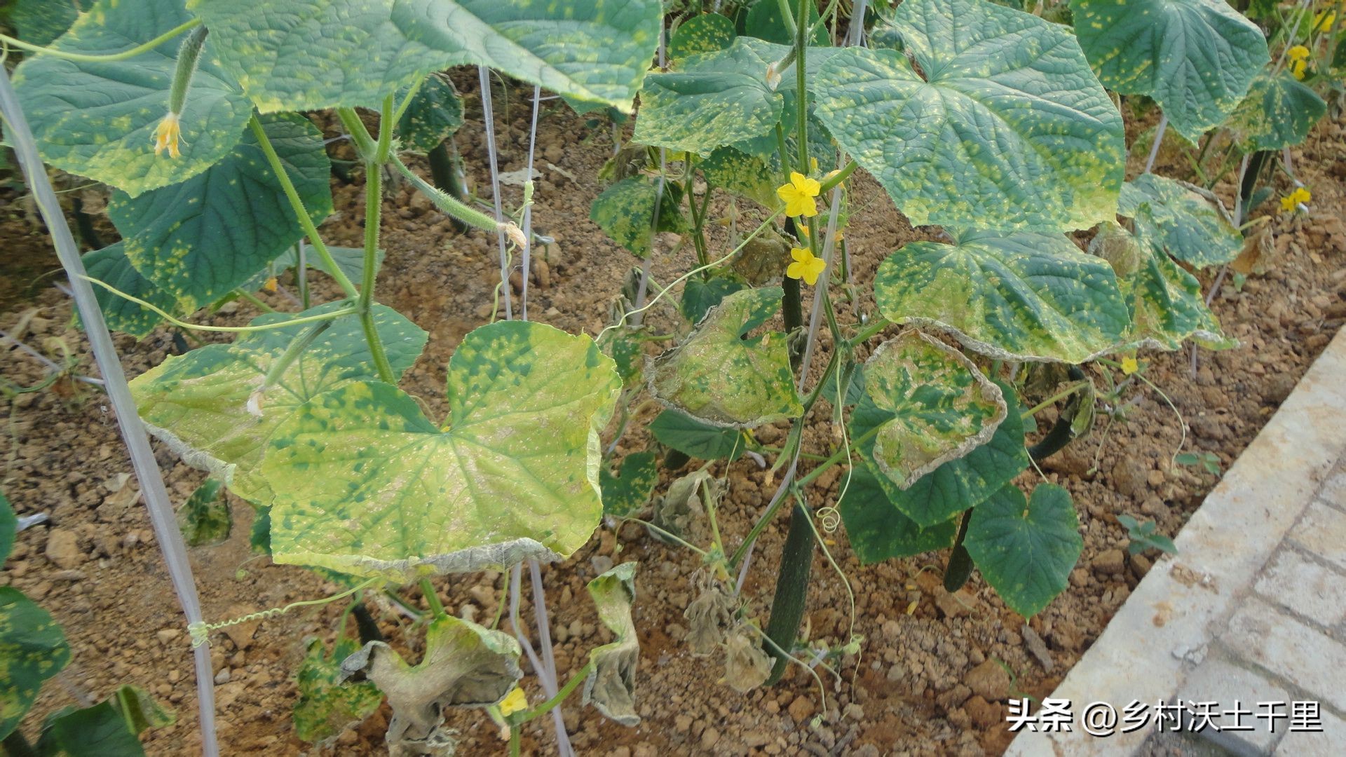 黄瓜苗叶子变黄是什么原因,黄瓜苗叶子发黄怎么办