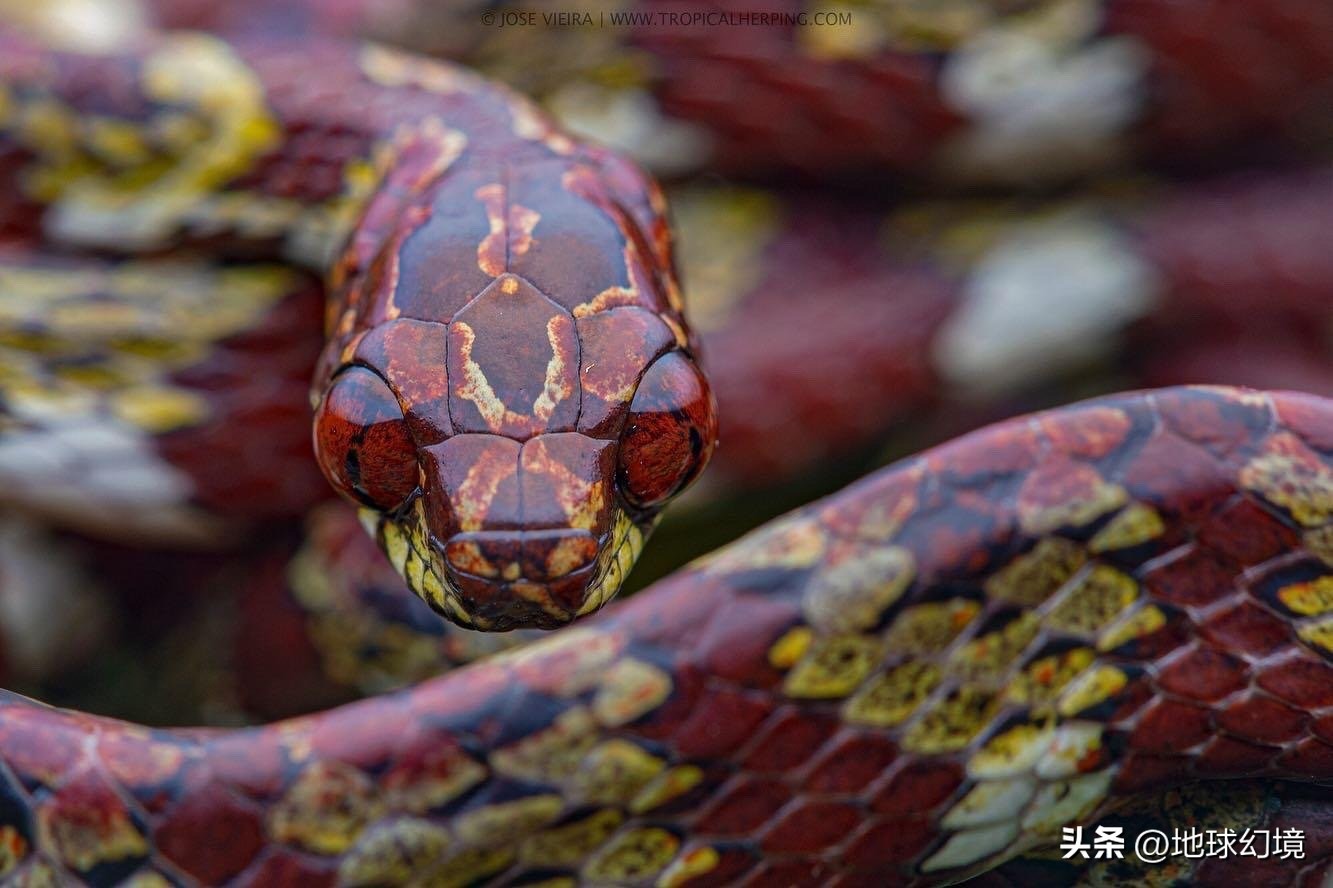 世界上最奇怪最大最恐怖的蛇图片,世界上十大恐怖诡异蛇