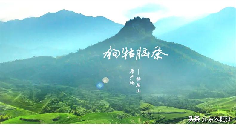江西狗牯脑茶叶原产地是哪里,江西狗牯脑茶哪个地方正宗