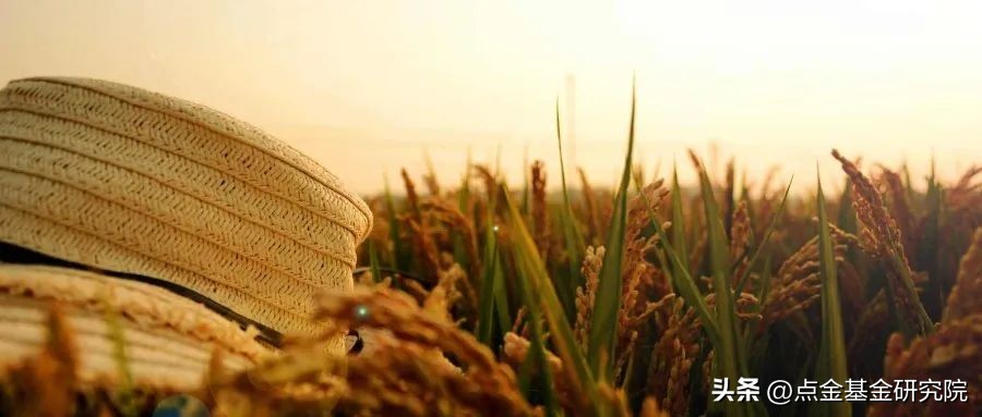 债券基金怎么看亏了,债券基金亏了怎么办