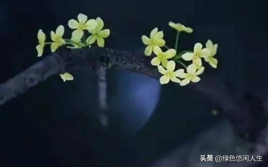 玉堂春富贵指哪些花,玉堂锦绣富贵春寓意