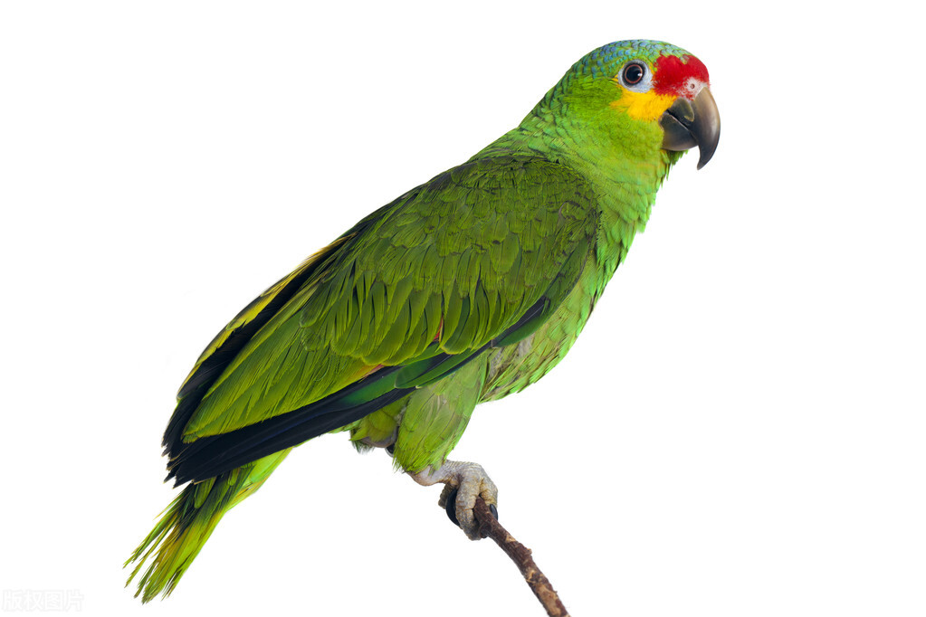 排名第二的鹦鹉品种是什么,最好的鹦鹉有哪些品种及图片