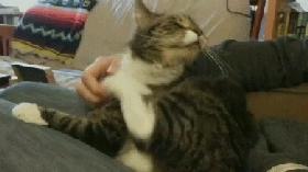 宠物驱虫药吃了多久排虫,宠物吃了驱虫药以后要注意什么