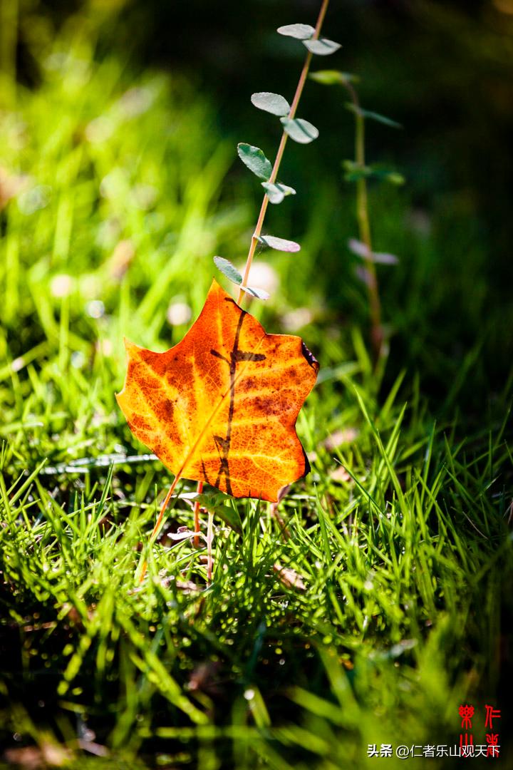 最后的摇曳——只为那绳命的回晃