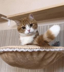 猫猫的尾巴是有意识的动吗,猫猫尾巴的几种状态