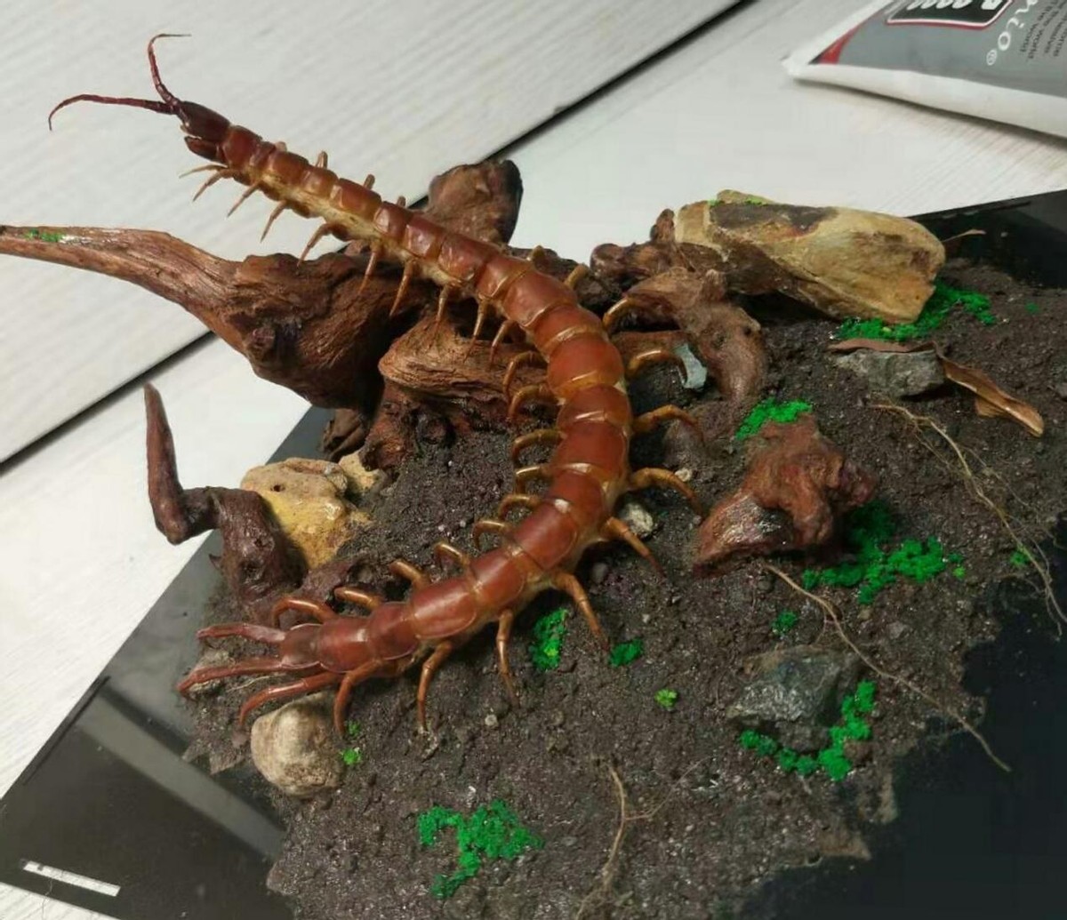 蜈蚣毒性与蜈蚣大小有关吗,巨型蜈蚣和普通蜈蚣哪个毒