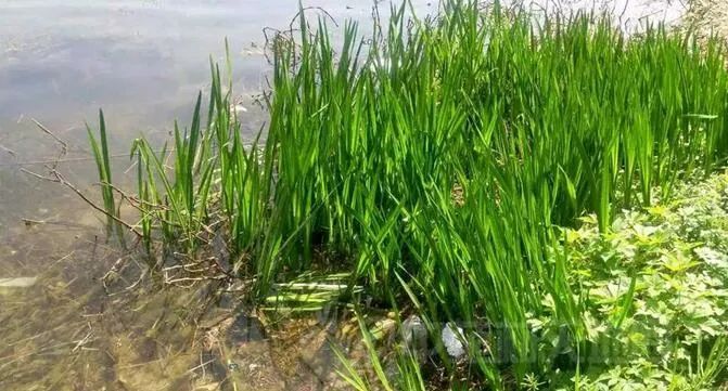 每天学习一味中药白矾,每天学习一味中药石菖蒲