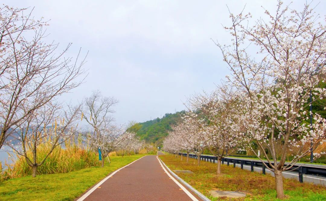 春暖花开时正是游湖赏花季,千岛湖四月赏花季节