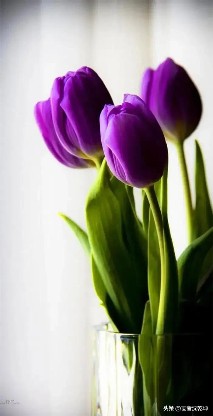 绝美郁金香花图片,绝美郁金香图片大片