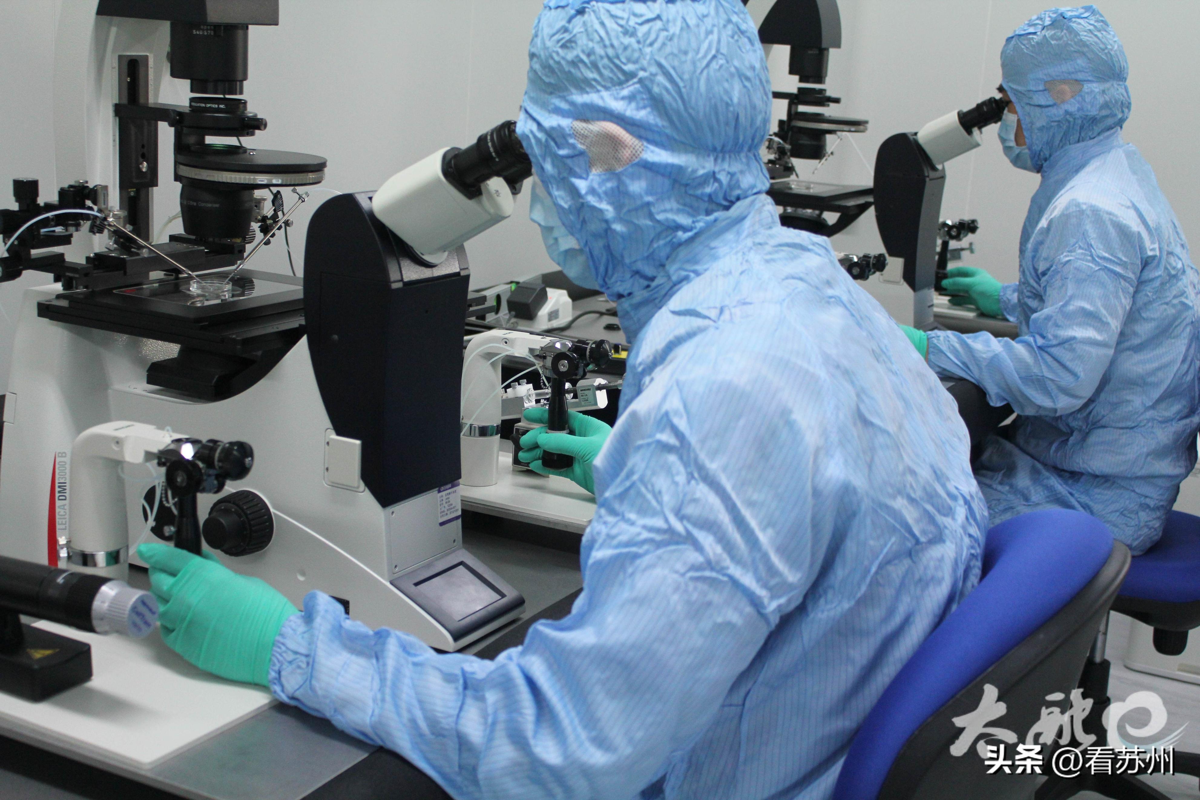 苏州一企业“高端定制实验幼鼠”畅销海内外