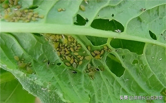 家养花卉蚜虫防治,花卉蚜虫如何治理视频教学