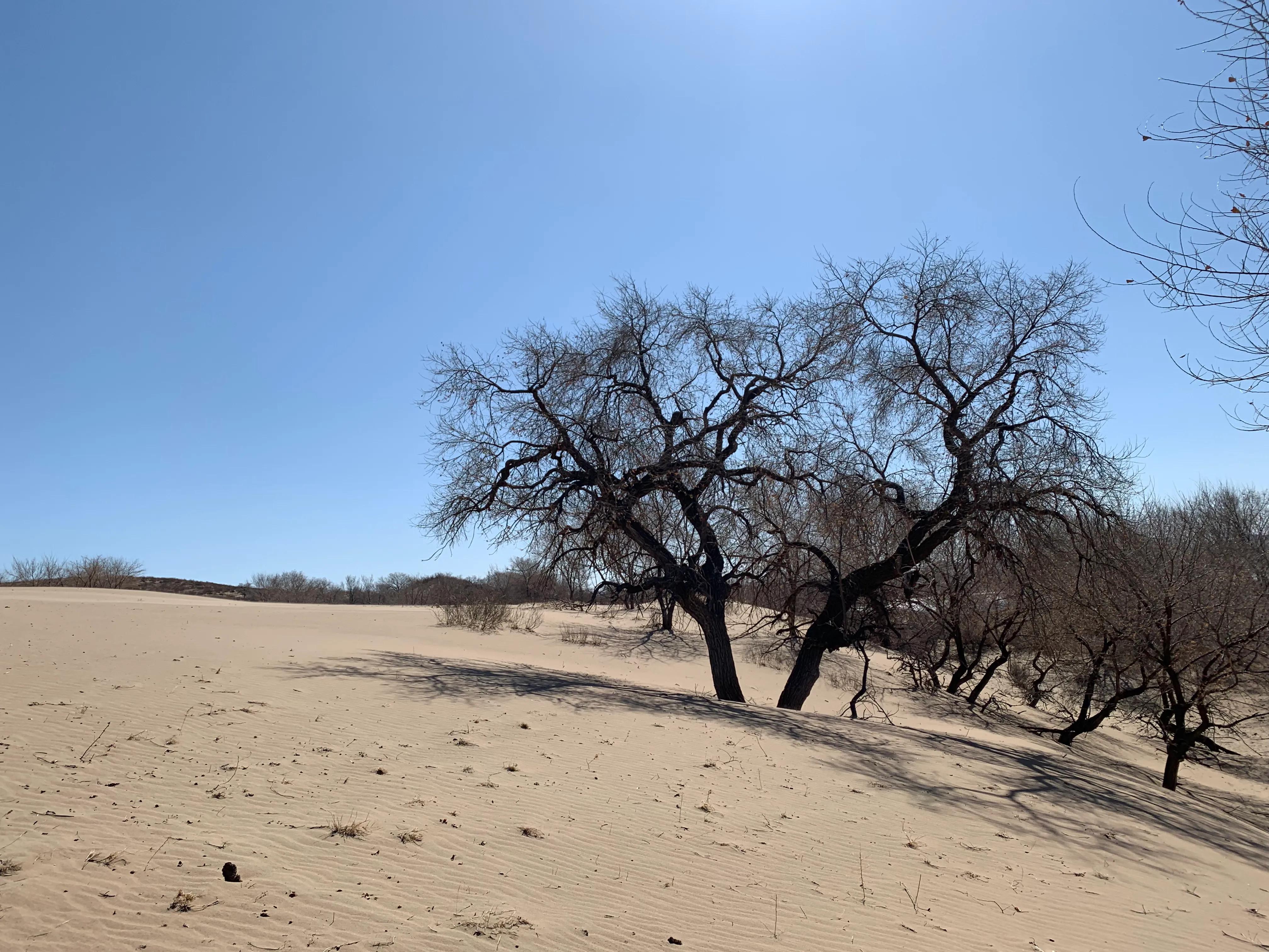闃挎棩瀹濆埄鏍兼梾娓稿尯,闃挎棩瀹濆姏鏍兼箹