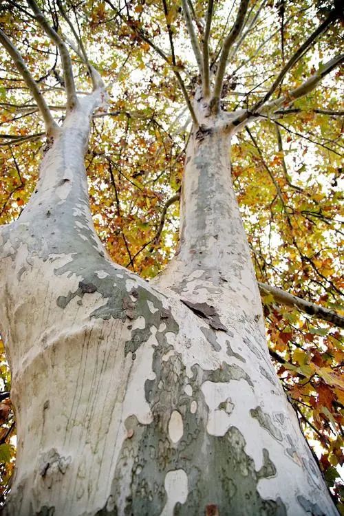 开花植物大全100种,实用分享30款小型开花树种介绍