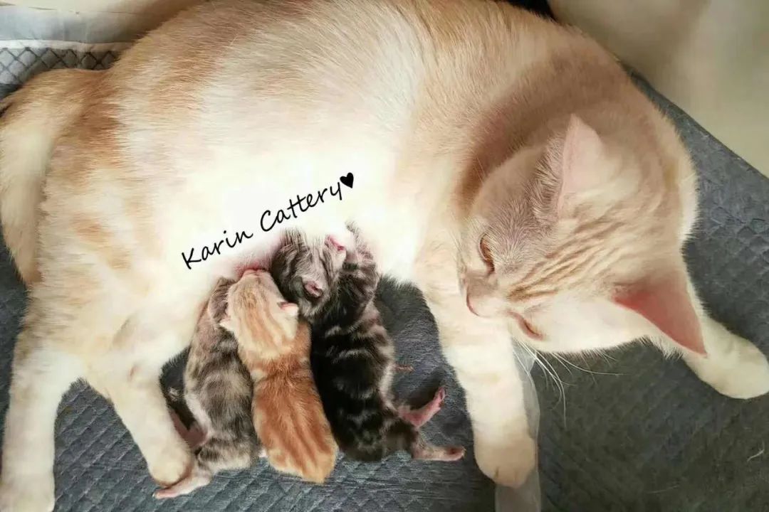 基因技术重大突破,基因科技的重大突破