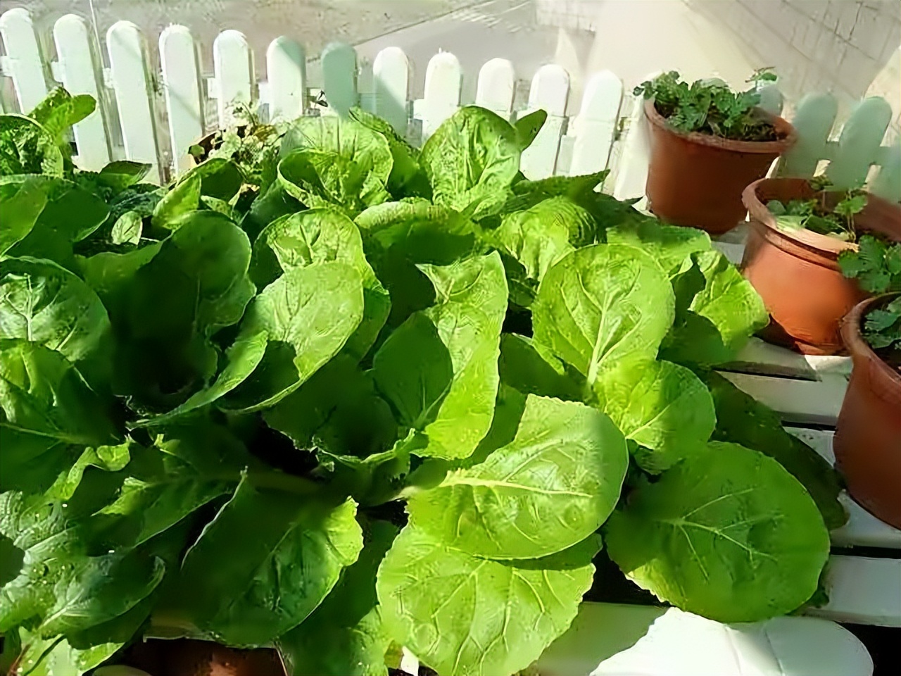 阳台种菜的最佳方法,阳台种菜的方法和技巧大全