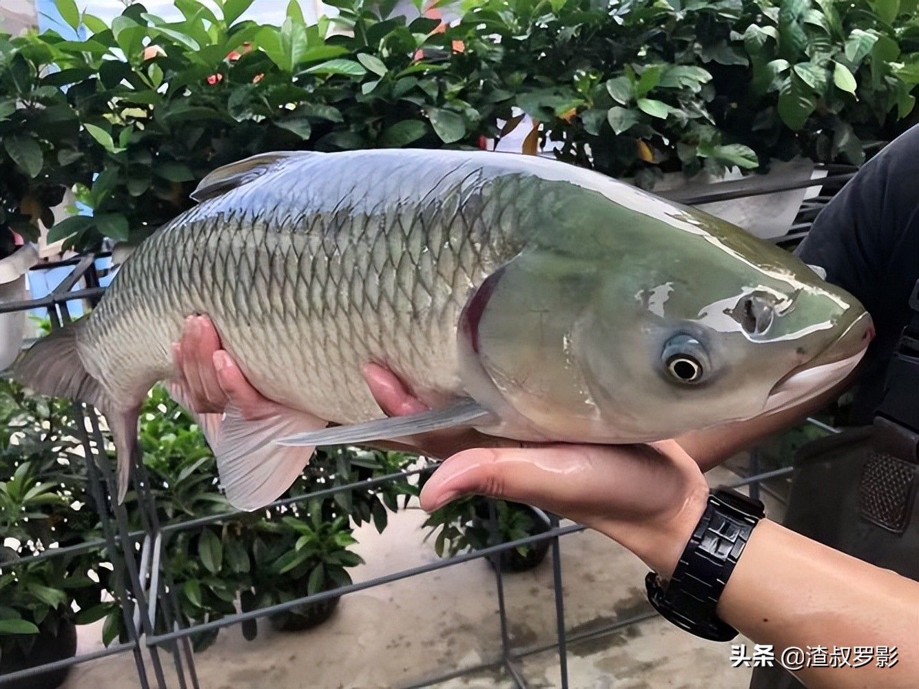 银行副行长辞职赚钱,中国银行副行长辞职