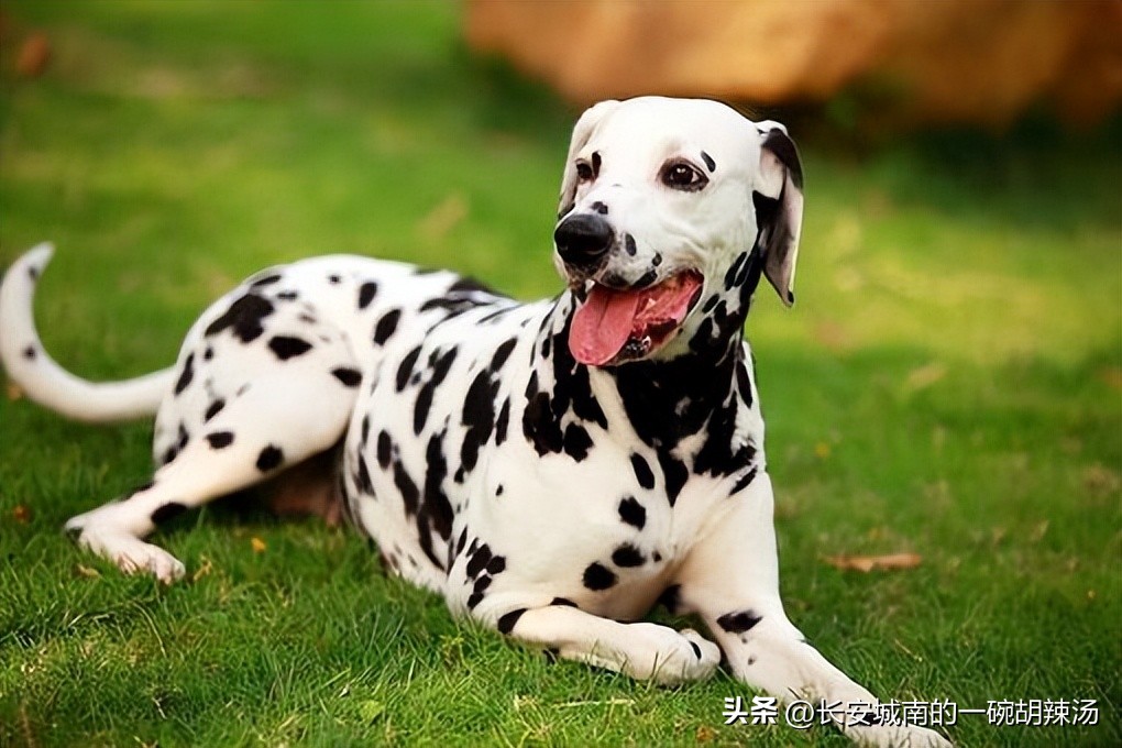 世界名犬大赛全程视频,西藏有哪些世界名犬