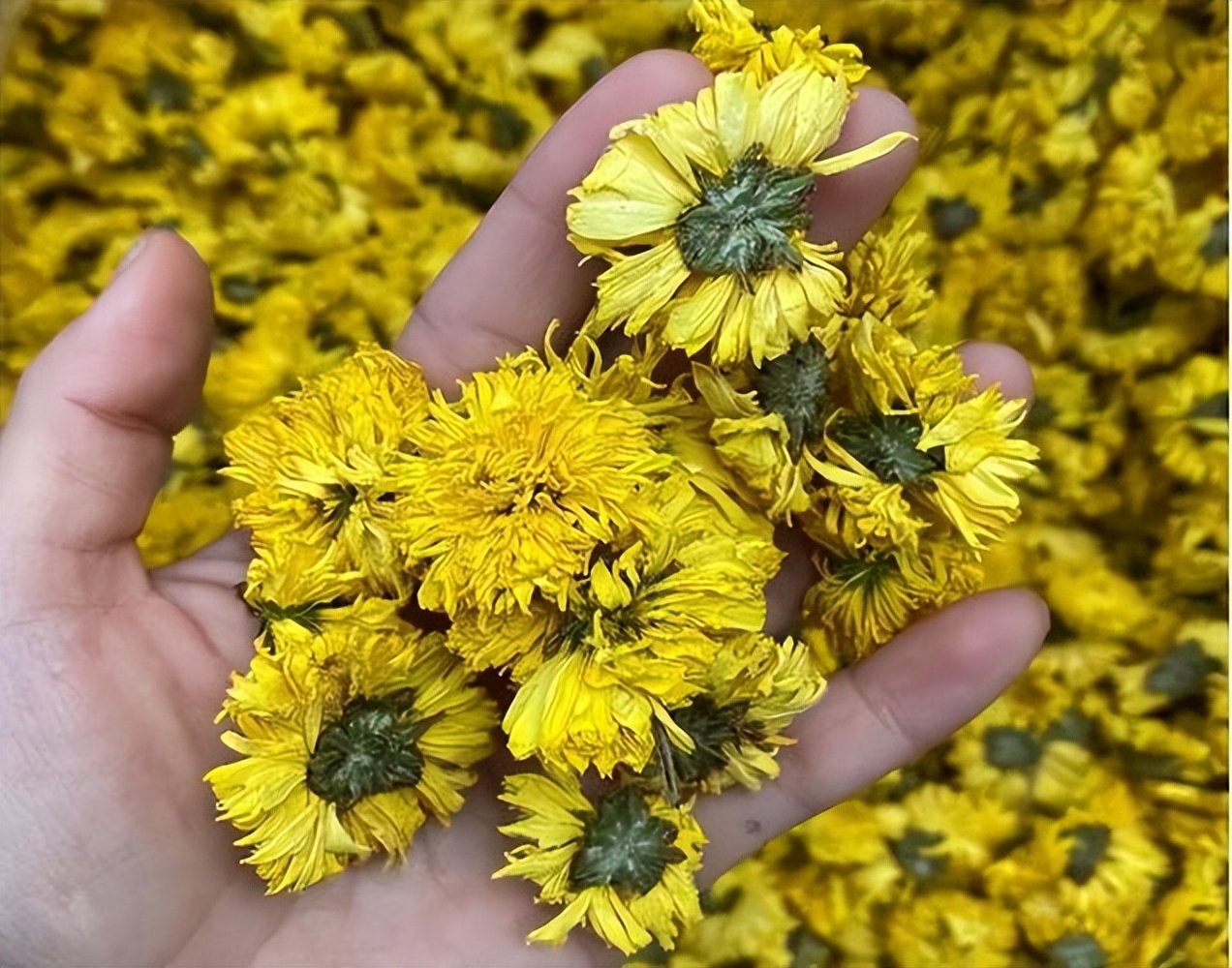 老年人喝什么菊花茶清热泻火好,中老年菊花茶