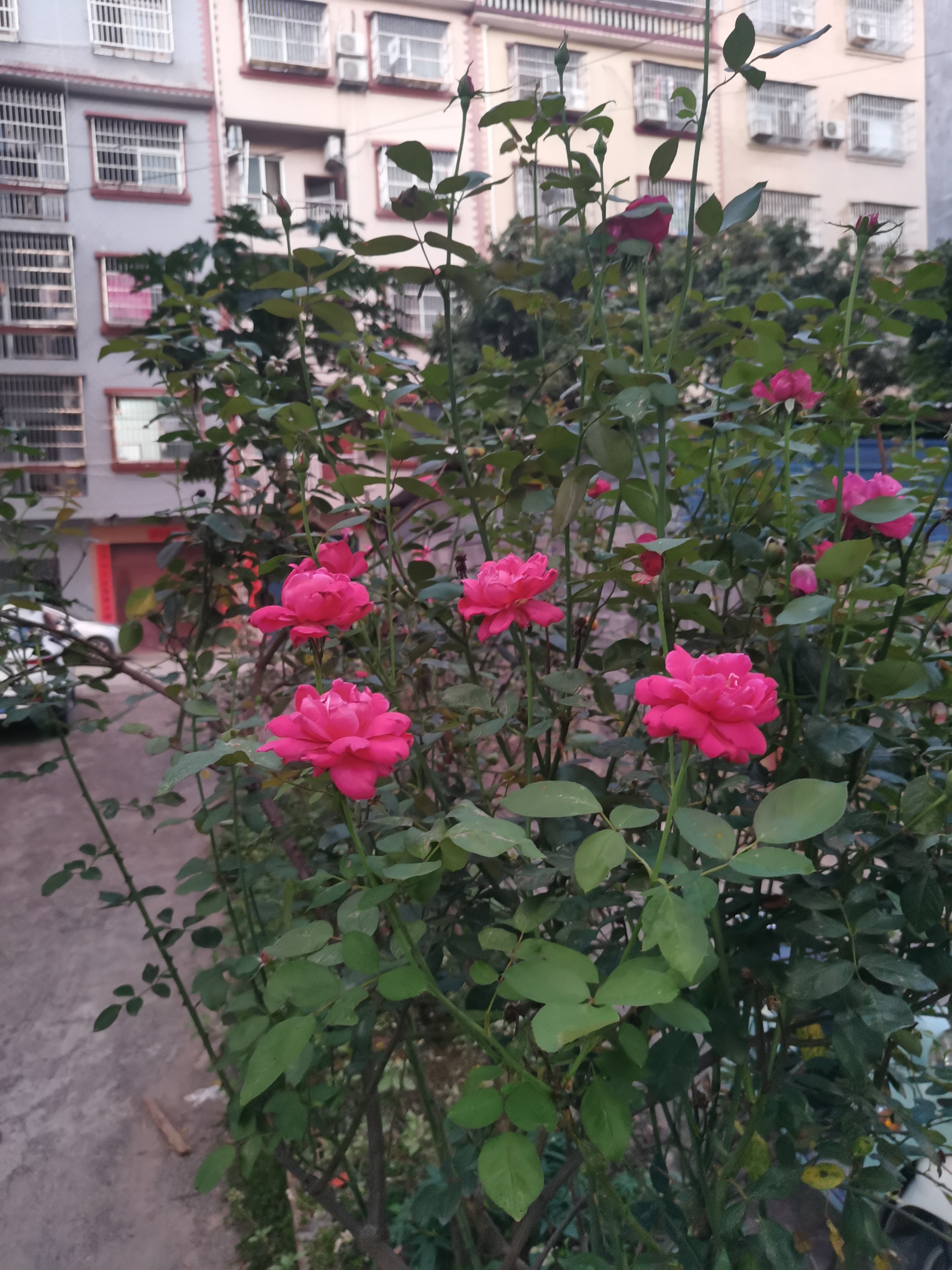 新手养花日记,玫瑰花盆栽多久才能成活