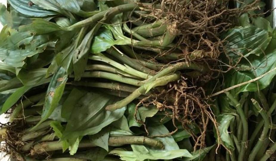 农村老人俗称“见血清”，2023价值极高，常在石缝边生长人见人挖