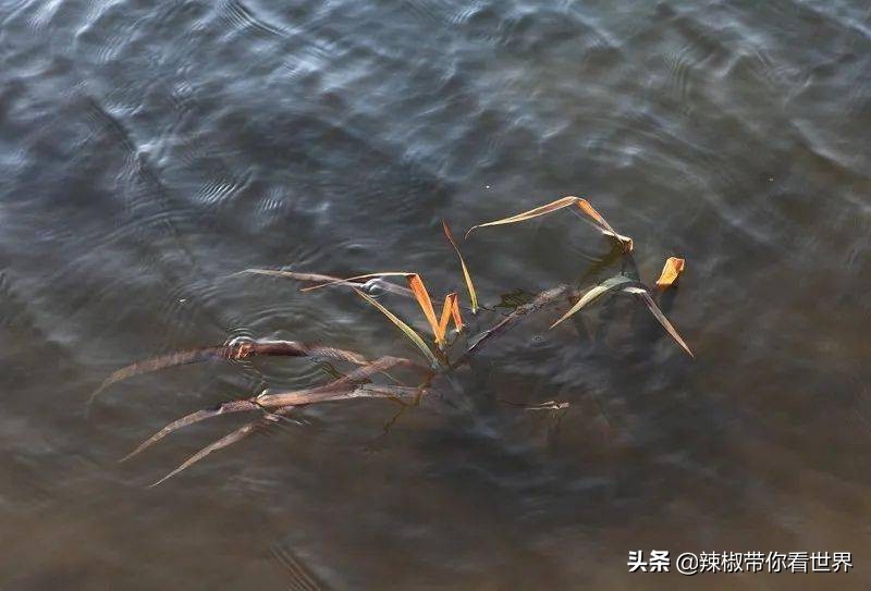 盐城最大的海边城市,盐城海岸线为何一直延伸