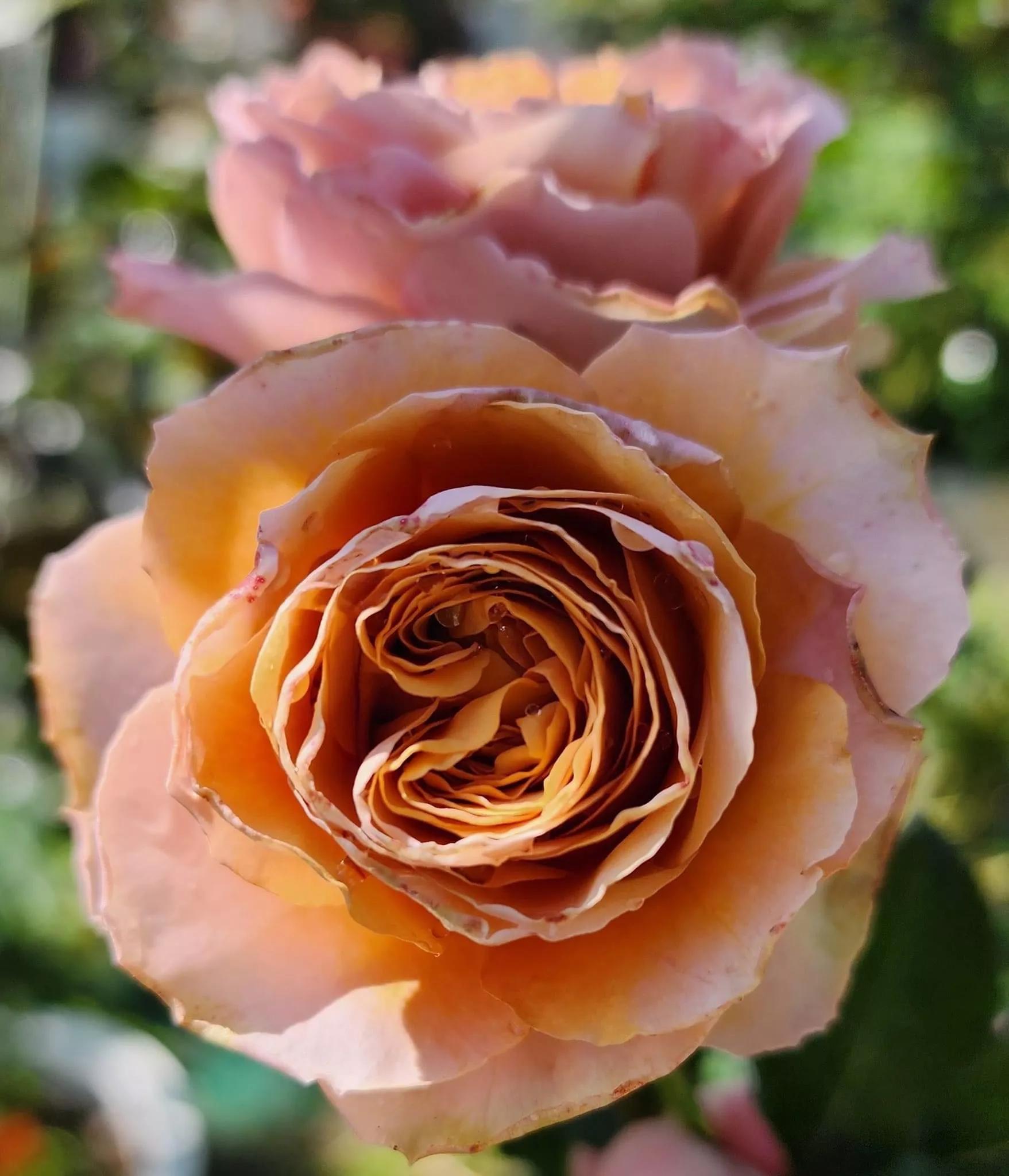 月季品种醉花,月季品种大全及图片欣赏