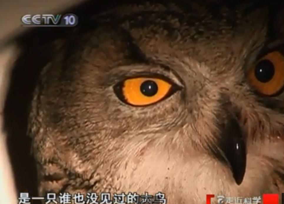 黑天鹅被盗事件,天鹅失踪事件