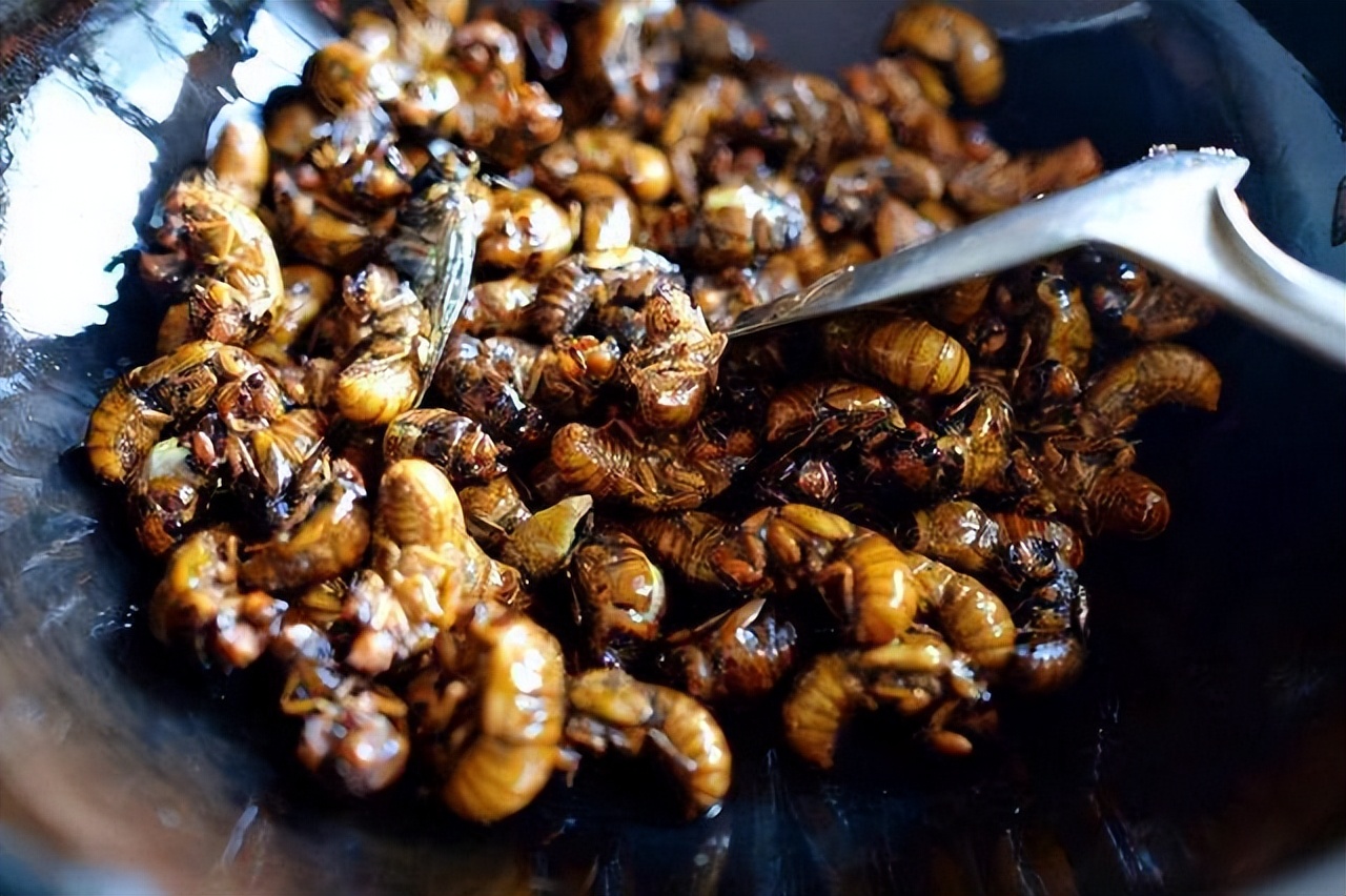 金蝉别只会炸着吃，分享金蝉的3种做法，入味好吃，酥脆不油腻