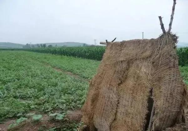 关于暴雨的经历,有关暴雨的感慨