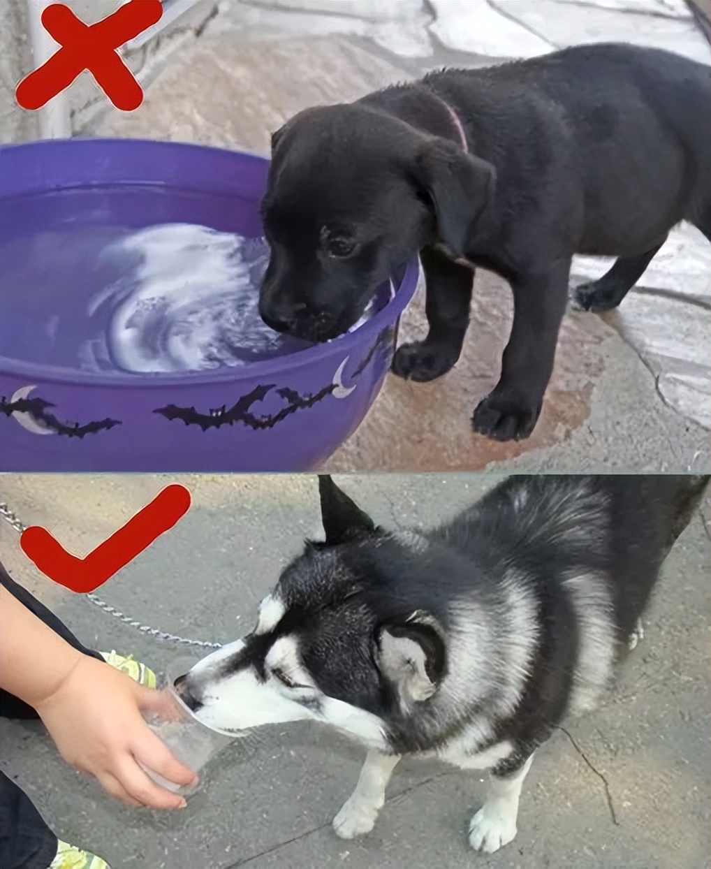 狗狗喝太多水中毒能自救吗,狗狗常见病症状及急救方法