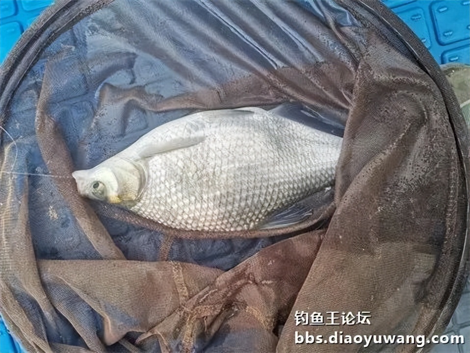 钓鱼王王者风范，拿捏多鱼种轻松