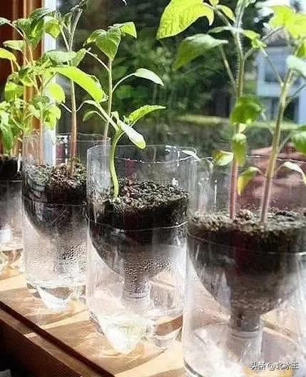 塑料瓶不要扔,废弃的塑料瓶还有很好的利用价值