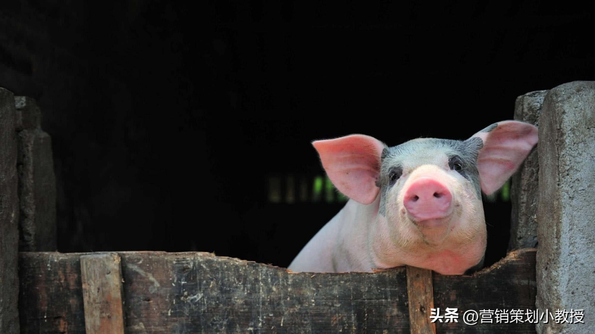 一位农村小伙子养猪年赚百万,养猪怎样一年赚1000万