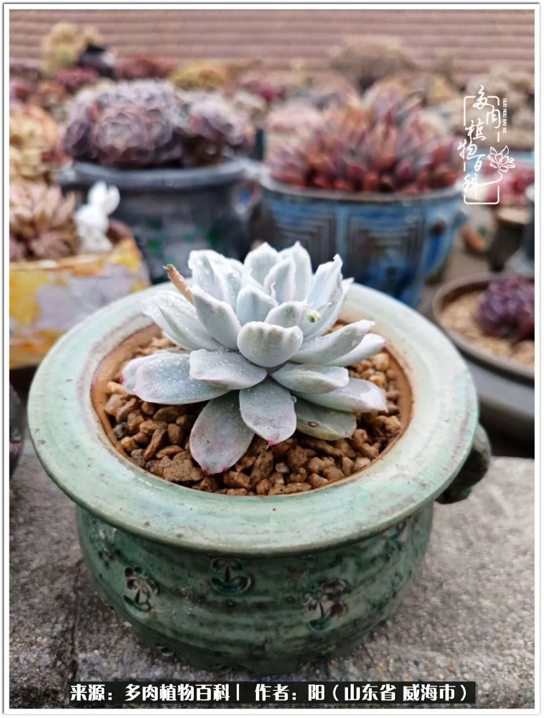 浜洪棿鐑熺伀鑷湁涓囧崈棰滆壊,浜洪棿鐑熺伀鐨嗘槸骞冲嚒棰滆壊