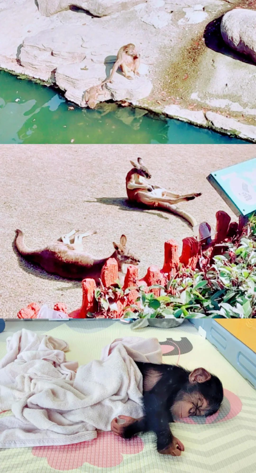 一月份去上海野生动物园和海洋馆,十一带大家去上海野生动物园玩