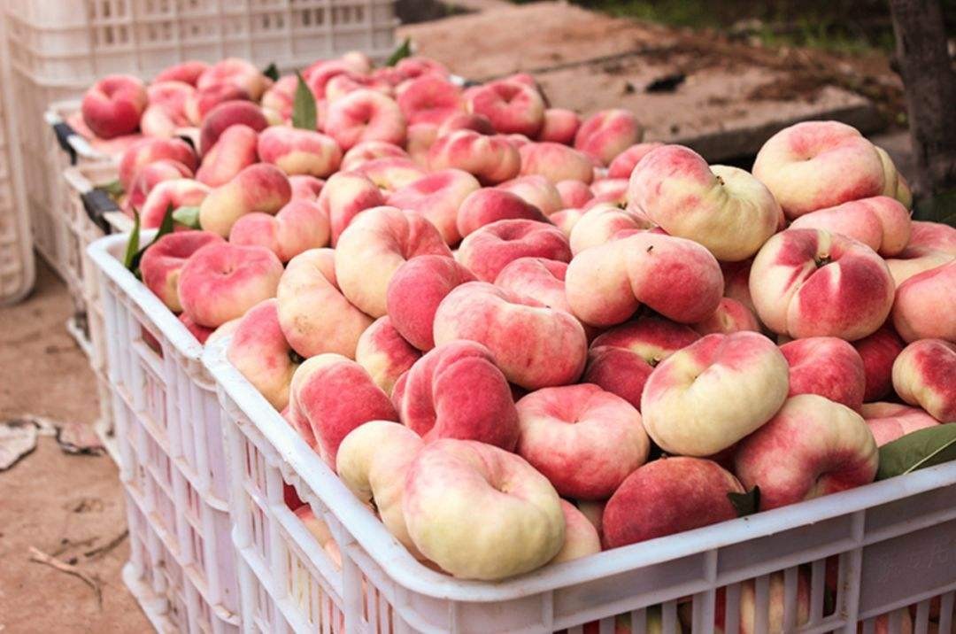 目前全国最好的桃子品种,什么地方的桃子最好吃脆甜的