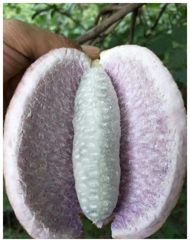 100多种罕见水果欣赏,100种罕见水果名字