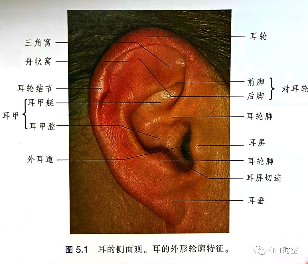 耳部解剖结构和生理功能,耳部解剖笔记